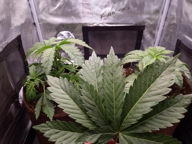 • Ocean Truffle •. Week 3