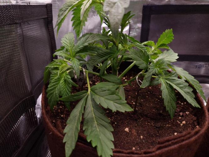 • Ocean Truffle •. Week 3 - D21/ LST