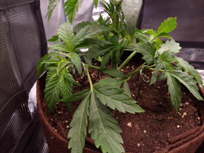 • Ocean Truffle •. Week 3 - D21/ LST