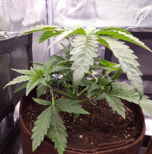 • Ocean Truffle •. Week 3 - 5h later