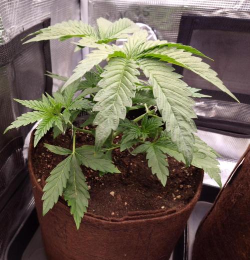 • Ocean Truffle •. Week 3