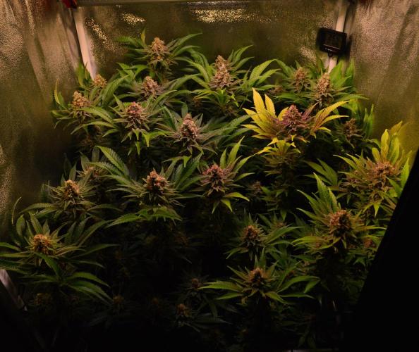 •LEMONITE • CLONES•. Week 14 - D98/56F