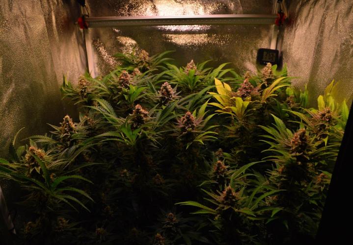 •LEMONITE • CLONES•. Week 14