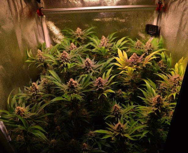 •LEMONITE • CLONES•. Week 14