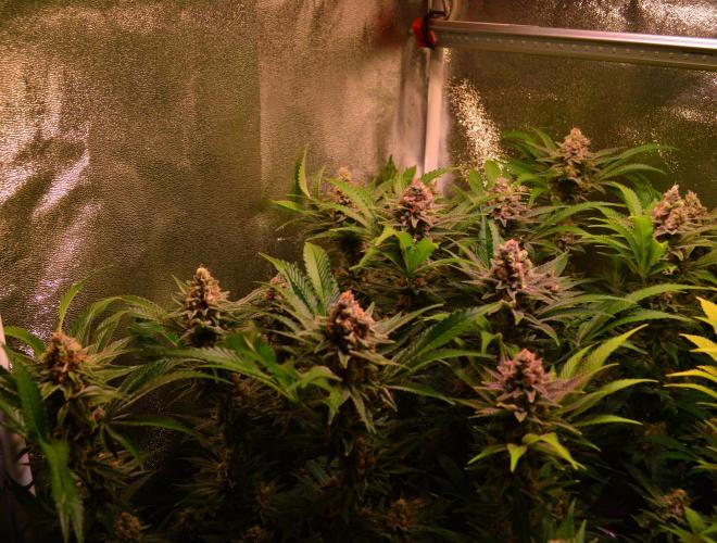 •LEMONITE • CLONES•. Week 14