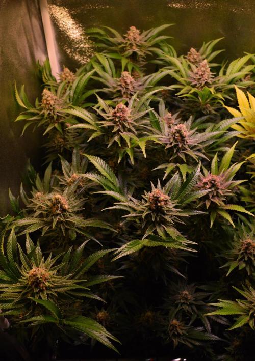 •LEMONITE • CLONES•. Week 14