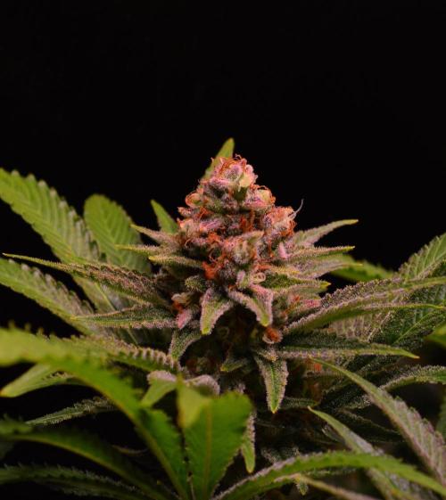 •LEMONITE • CLONES•. Week 14