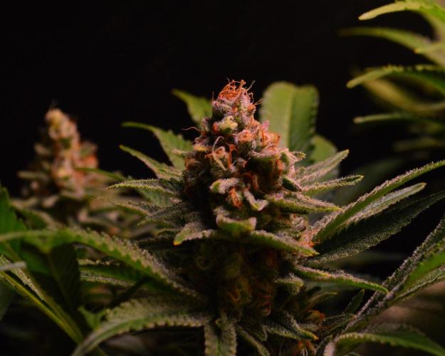 •LEMONITE • CLONES•. Week 14