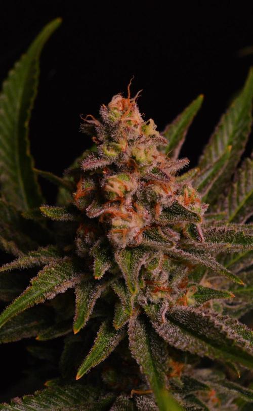 •LEMONITE • CLONES•. Week 14