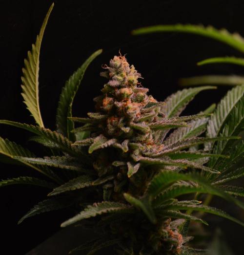 •LEMONITE • CLONES•. Week 14