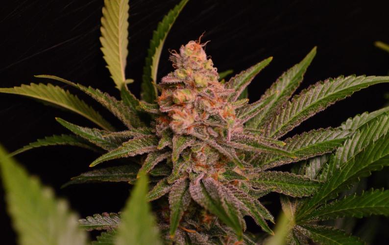 •LEMONITE • CLONES•. Week 14