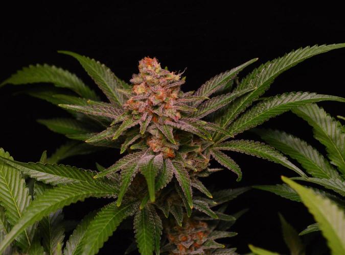 •LEMONITE • CLONES•. Week 14