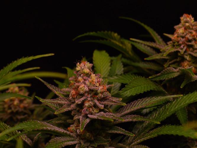 •LEMONITE • CLONES•. Week 14