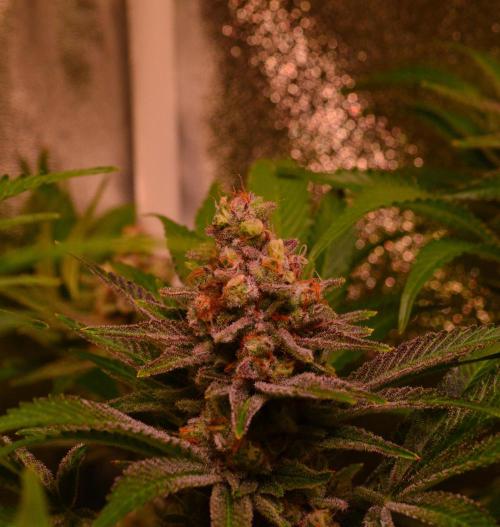 •LEMONITE • CLONES•. Week 14