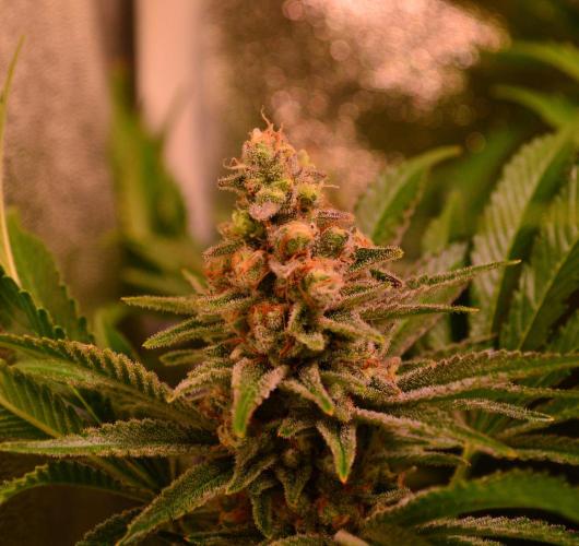 •LEMONITE • CLONES•. Week 14