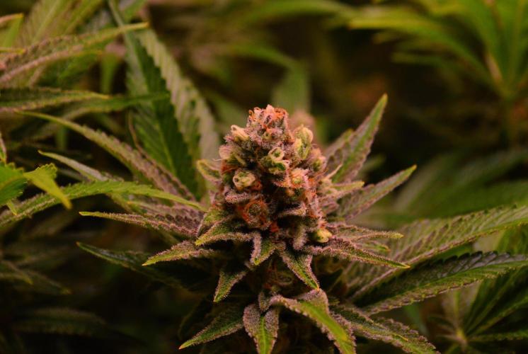 •LEMONITE • CLONES•. Week 14