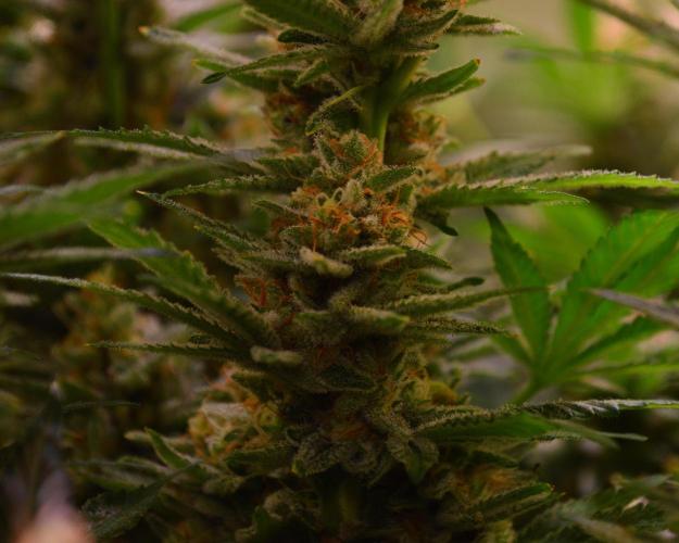 •LEMONITE • CLONES•. Week 14