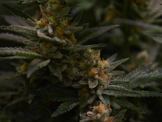 •LEMONITE • CLONES•. Week 14