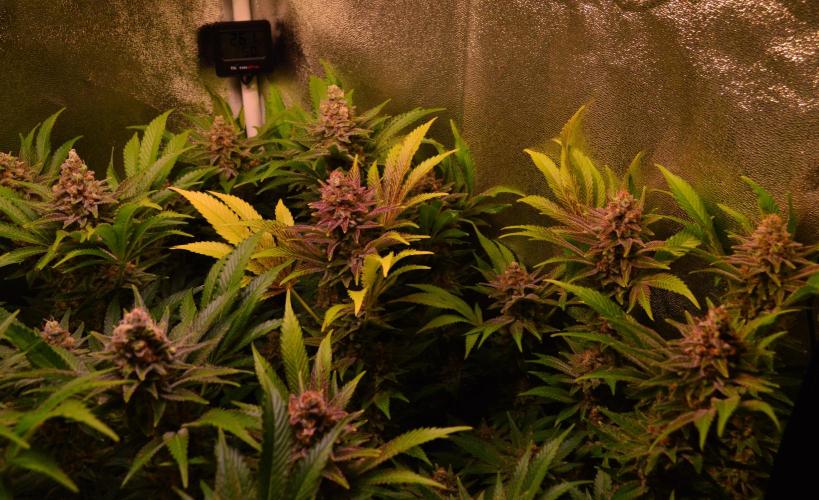 •LEMONITE • CLONES•. Week 14