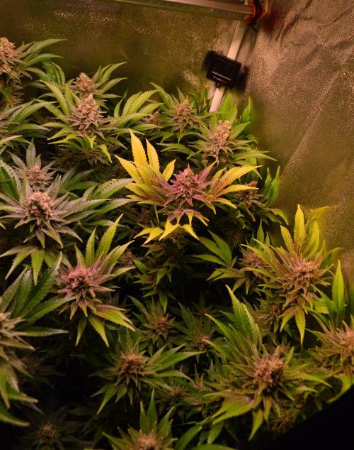 •LEMONITE • CLONES•. Week 14