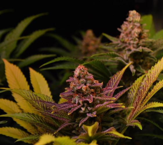 •LEMONITE • CLONES•. Week 14