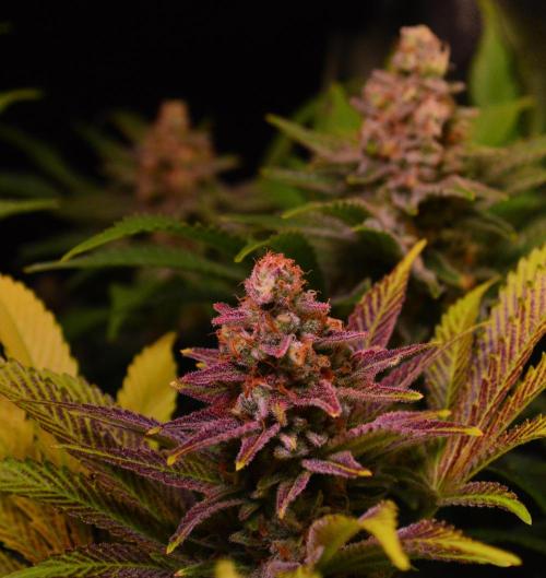 •LEMONITE • CLONES•. Week 14