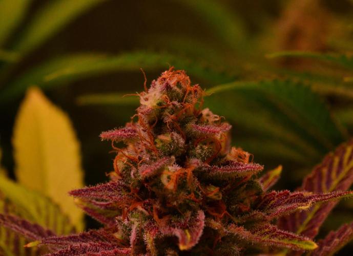 •LEMONITE • CLONES•. Week 14