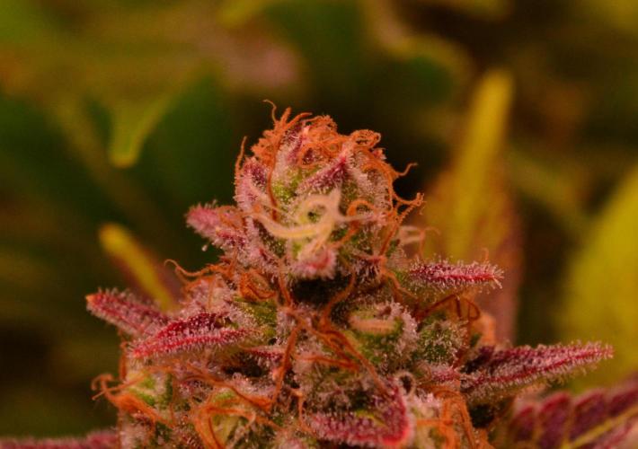 •LEMONITE • CLONES•. Week 14