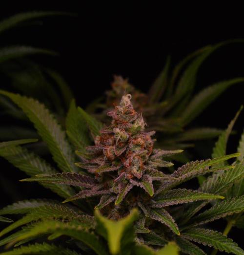 •LEMONITE • CLONES•. Week 14