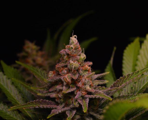 •LEMONITE • CLONES•. Week 14