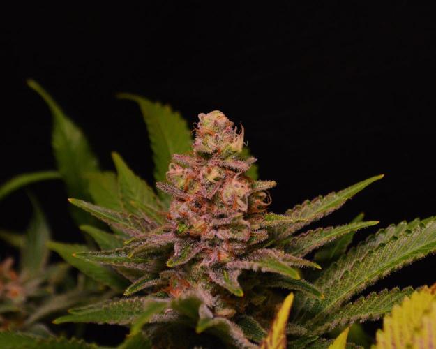 •LEMONITE • CLONES•. Week 14