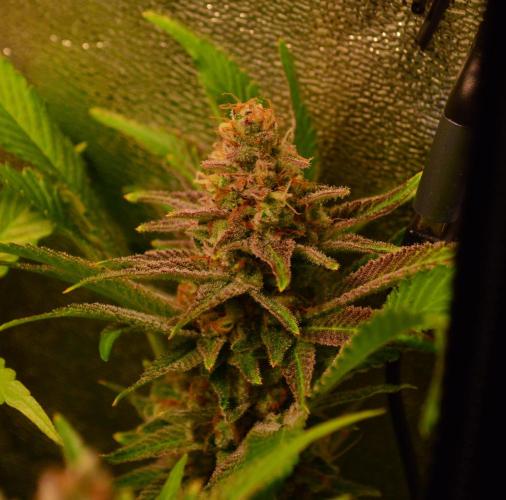 •LEMONITE • CLONES•. Week 14