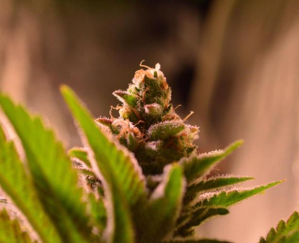 •LEMONITE • CLONES•. Week 14