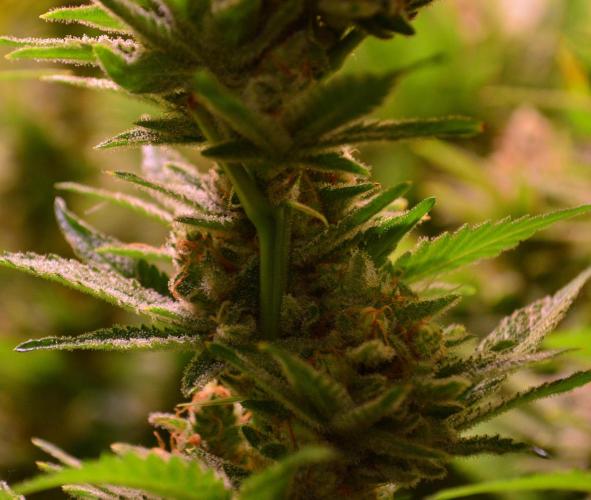 •LEMONITE • CLONES•. Week 14