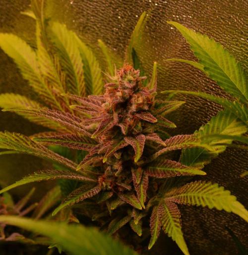 •LEMONITE • CLONES•. Week 14