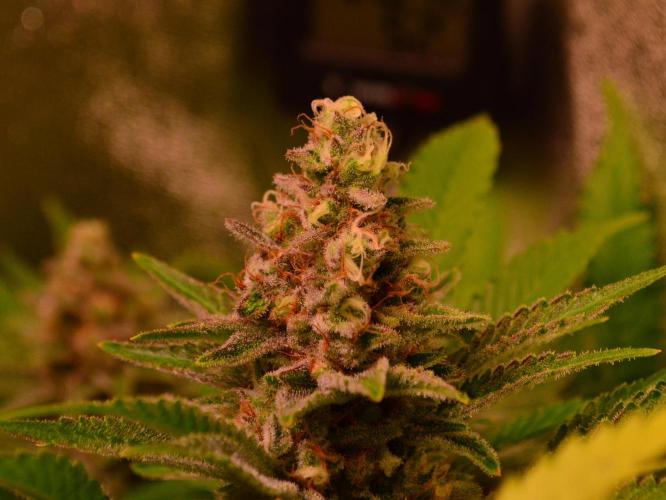 •LEMONITE • CLONES•. Week 14