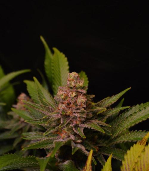 •LEMONITE • CLONES•. Week 14