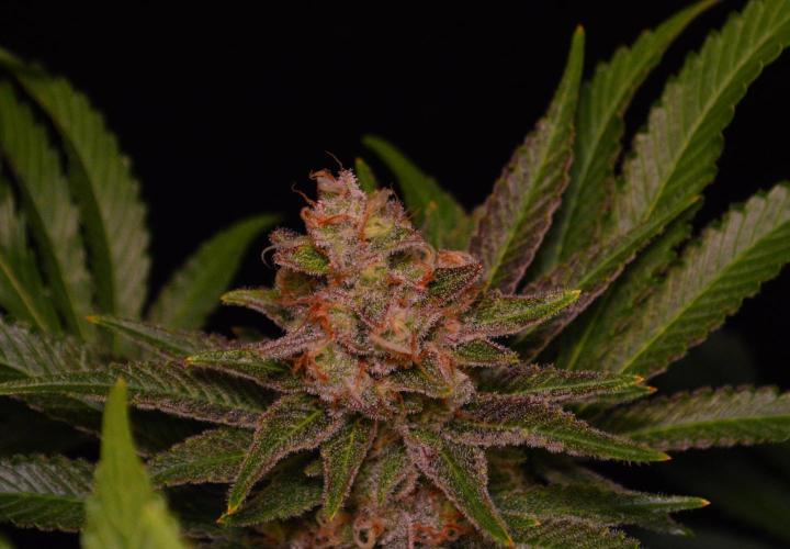 •LEMONITE • CLONES•. Week 14