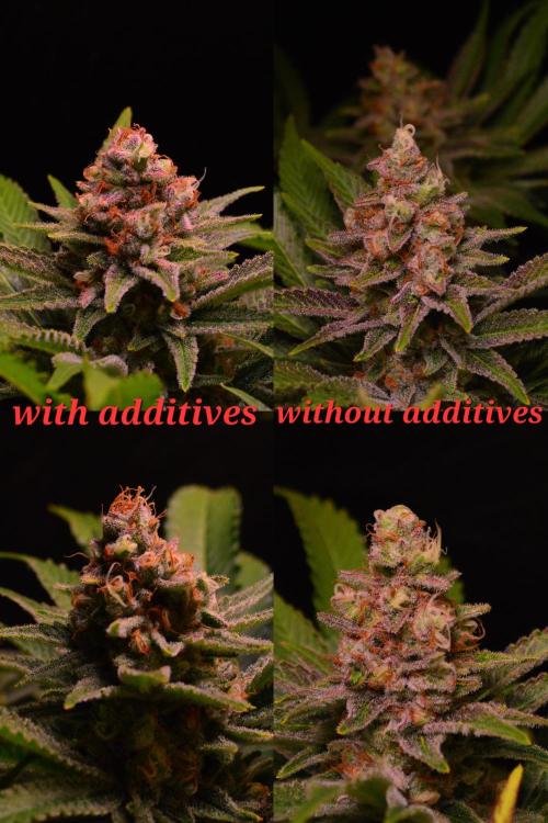 •LEMONITE • CLONES•. Week 14