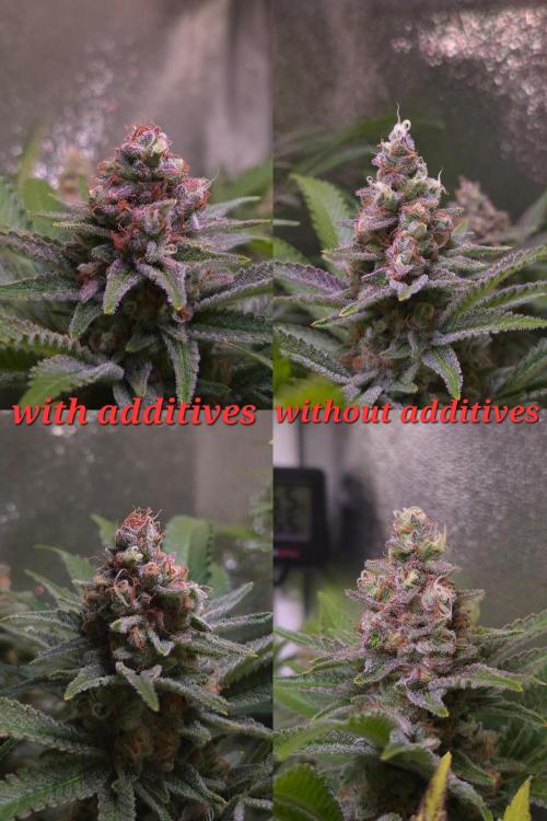 •LEMONITE • CLONES•. Week 14