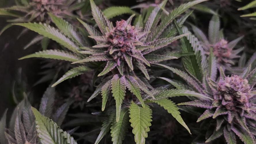 •LEMONITE • CLONES•