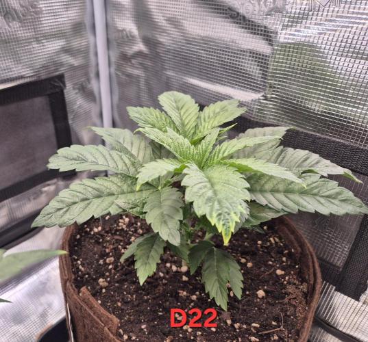 • Ocean Rosa •. Week 4