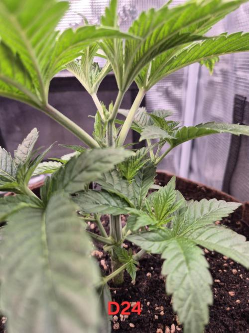 • Ocean Rosa •. Week 4