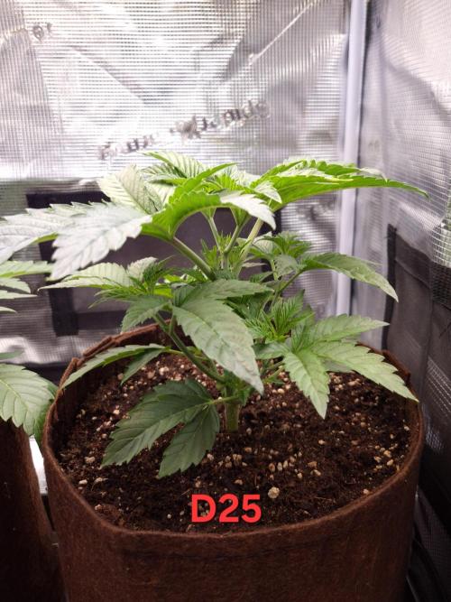 • Ocean Rosa •. Week 4