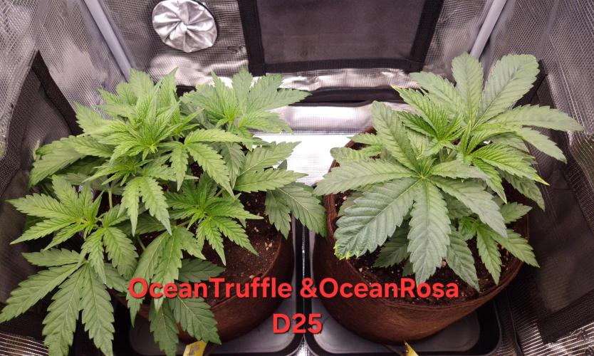 • Ocean Rosa •. Week 4