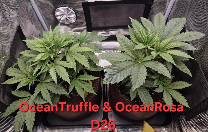 • Ocean Rosa •. Week 4