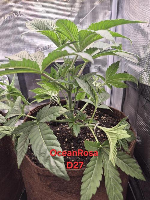 • Ocean Rosa •. Week 4