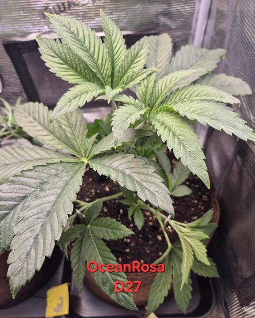 • Ocean Rosa •. Week 4