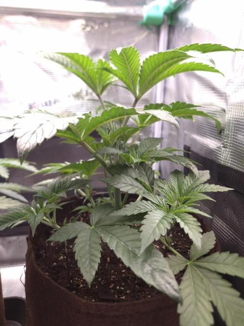 • Ocean Rosa •. Week 4 - D28