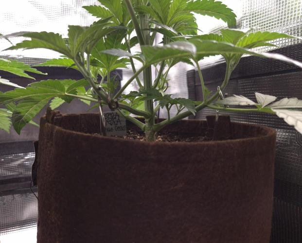 • Ocean Rosa •. Week 4 - D28